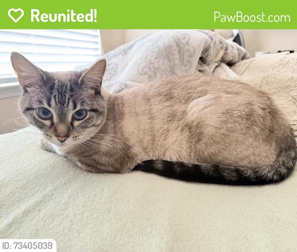 Reunited Female Cat last seen Royal pines lane and Golden Willow, Santa Clarita, CA 91387