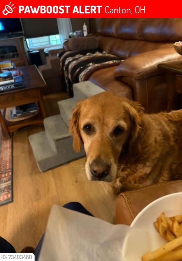 Lost Female Dog last seen 44th and FRAZER Ave, Canton, OH 44709