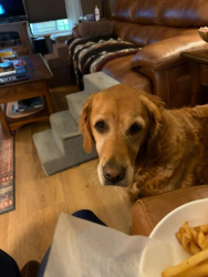 Lost Female Dog last seen 44th and FRAZER Ave, Canton, OH 44709