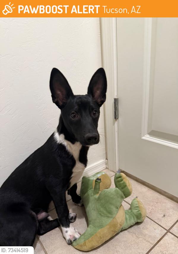Found/Stray Male Dog last seen E Camino boleadoras and E via arroyo largo, Tucson, AZ 85756
