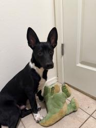 Found/Stray Male Dog last seen E Camino boleadoras and E via arroyo largo, Tucson, AZ 85756