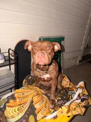 Reunited Female Dog last seen Franklin & Bay, San Francisco, CA 94109