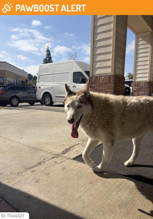 Found/Stray Unknown Dog last seen Daiso, Rowland Heights, CA 91748