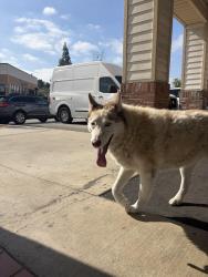 Found/Stray Unknown Dog last seen Daiso, Rowland Heights, CA 91748