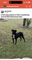 Found/Stray Female Dog last seen Watkins drive and Hatchwood Haines City, Haines City, FL 33844