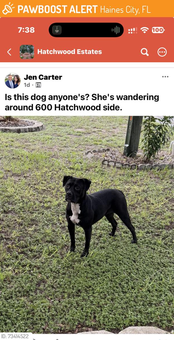 Found/Stray Female Dog last seen Watkins drive and Hatchwood Haines City, Haines City, FL 33844