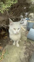 Found/Stray Male Cat last seen President ave, Los Angeles, CA 90710