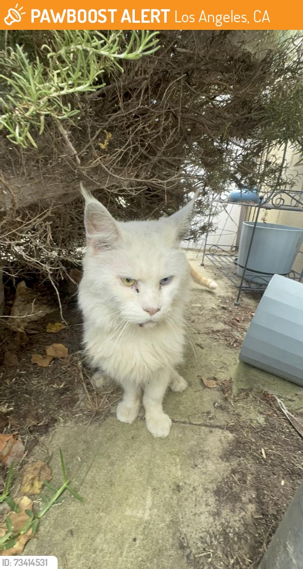 Found/Stray Male Cat last seen President ave, Los Angeles, CA 90710