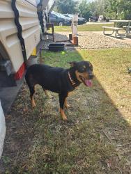 Found/Stray Female Dog last seen Near antonie, Houston, TX 77091