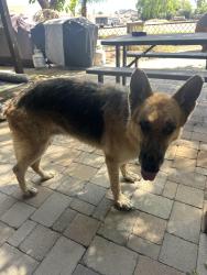 Found/Stray Female Dog last seen 41st Ave and Morror Drive, Phoenix, AZ 85308
