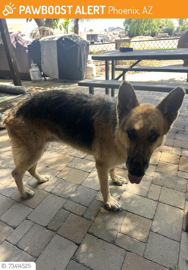 Found/Stray Female Dog last seen 41st Ave and Morror Drive, Phoenix, AZ 85308