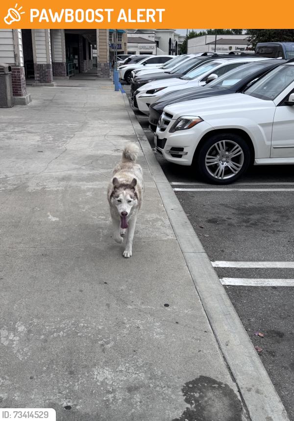 Found/Stray Unknown Dog last seen colima rd, Rowland Heights, CA 91748