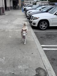 Found/Stray Unknown Dog last seen colima rd, Rowland Heights, CA 91748