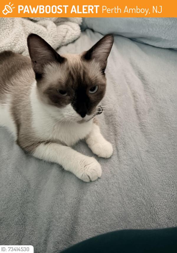 Found/Stray Female Cat last seen Fayette st Perth amboy, Perth Amboy, NJ 08861
