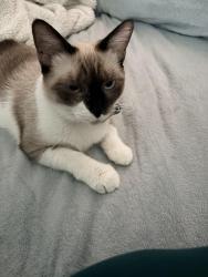 Found/Stray Female Cat last seen Fayette st Perth amboy, Perth Amboy, NJ 08861