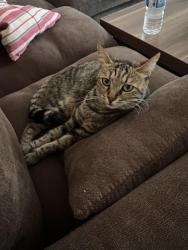 Reunited Female Cat last seen Seen near Upper Edmonton, Greater London, England N18 2ER