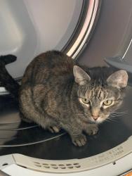 Reunited Female Cat last seen Near SE Buccaneer Cir, Port St. Lucie, FL 34952