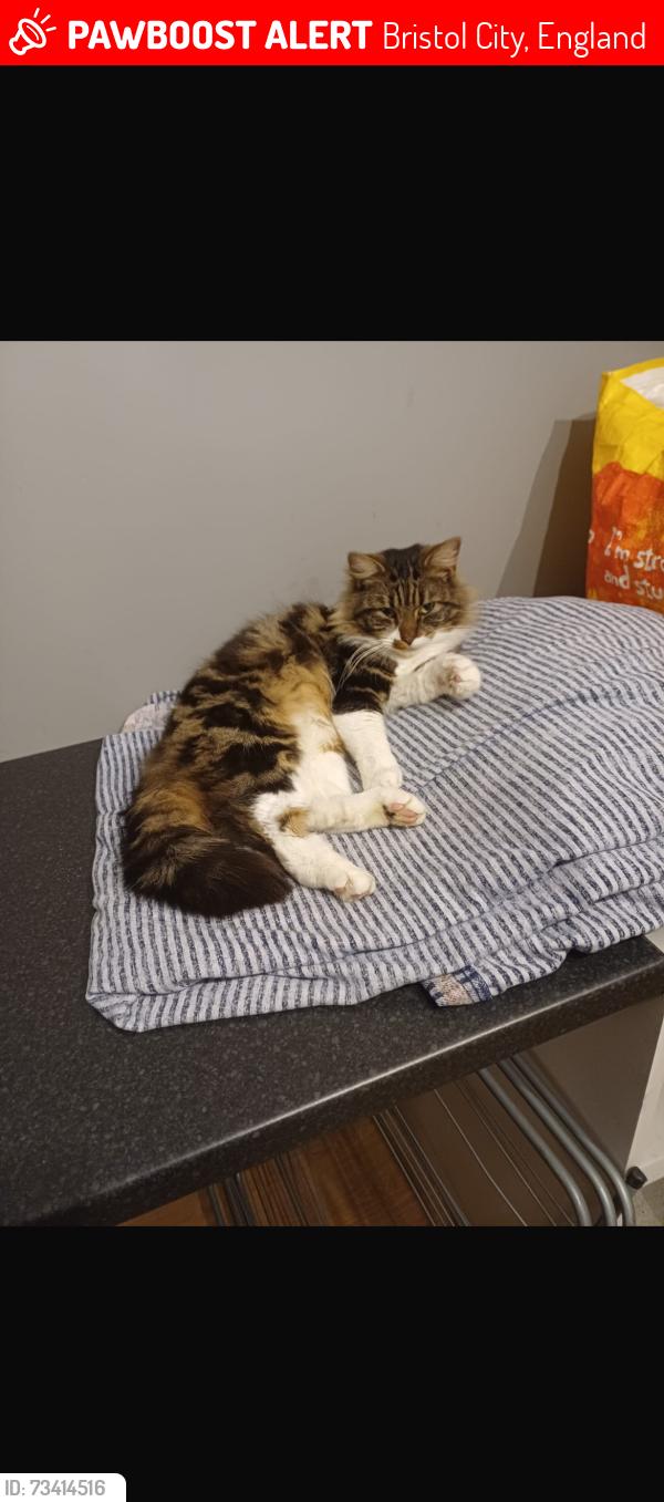 Lost Male Cat last seen Willow Bed Close, Bristol City, England 