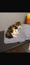 Lost Male Cat last seen Willow Bed Close, Bristol City, England 
