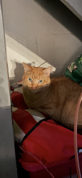 Lost Male Cat last seen Seneca and Mohawk Avenue, Norwood, PA 19074