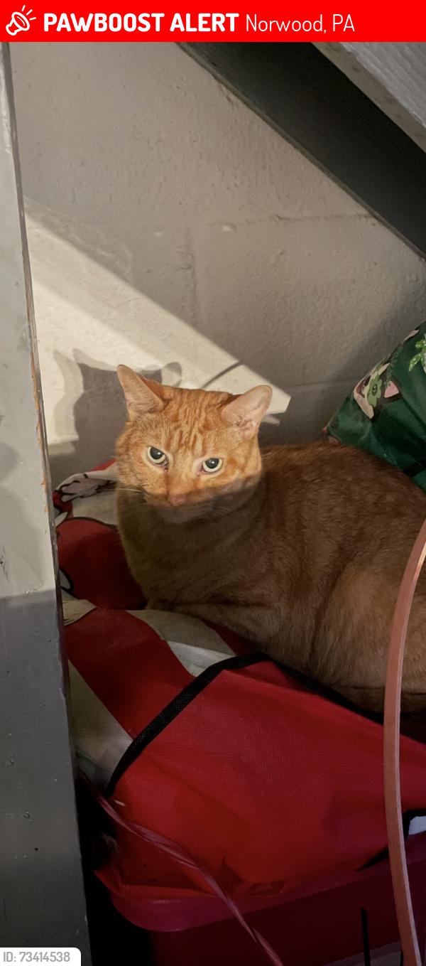Lost Male Cat last seen Seneca and Mohawk Avenue, Norwood, PA 19074