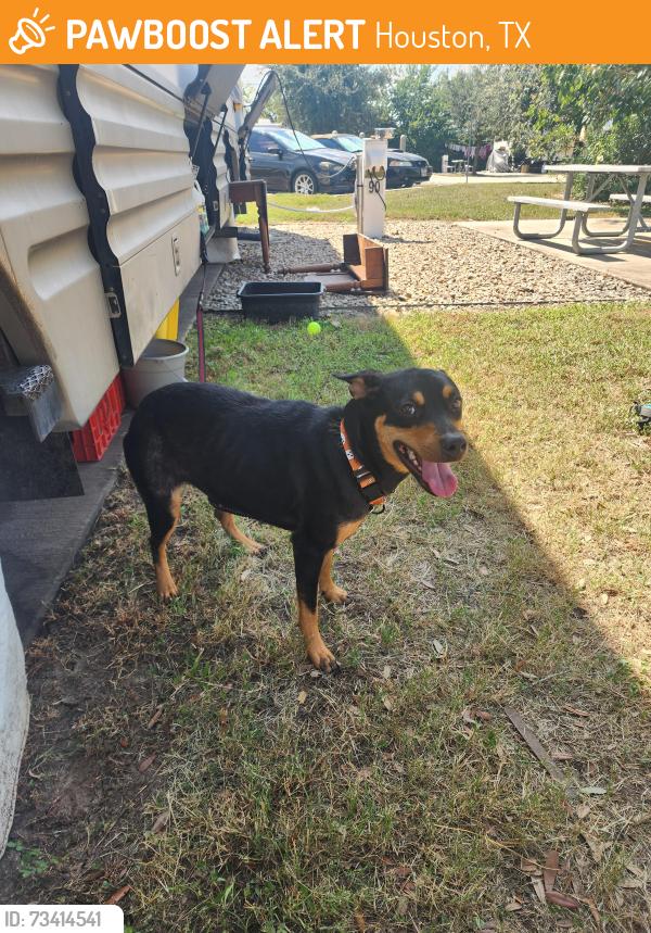 Found/Stray Female Dog last seen Near antonie, Houston, TX 77091