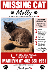Lost Female Cat last seen 192nd & Q St, Elkhorn NE, Elkhorn, NE 68022