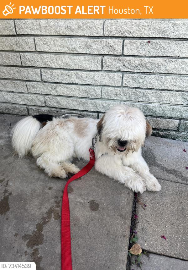 Found/Stray Unknown Dog last seen front garage, Houston, TX 77036
