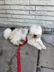 Found/Stray Unknown Dog last seen front garage, Houston, TX 77036