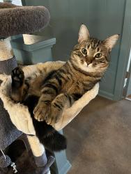 Lost Male Cat last seen Upton and 37th, Minneapolis, MN 55412