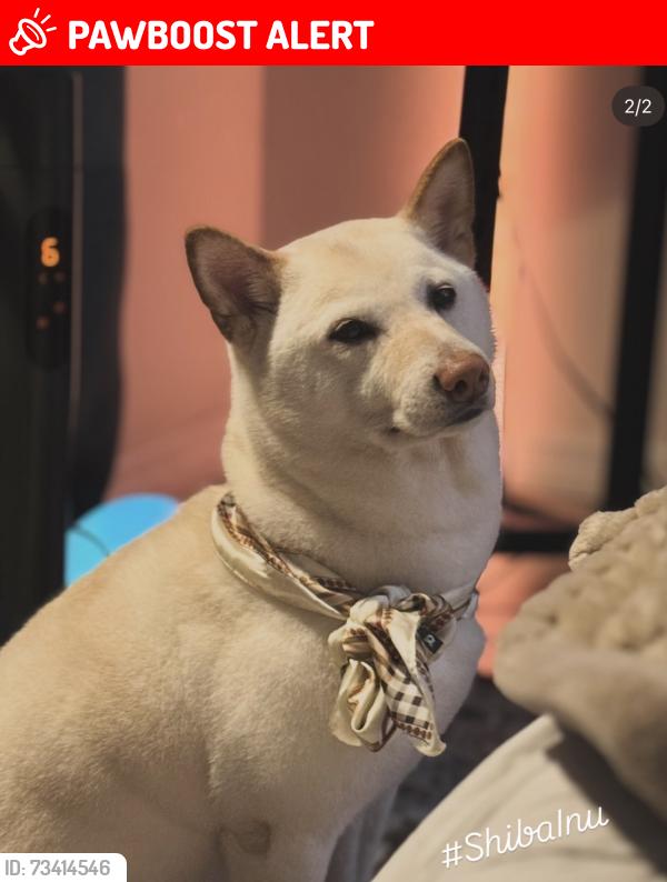 Lost Female Dog last seen I don't know, Hallandale Beach, FL 33009