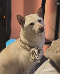 Lost Female Dog last seen I don't know, Hallandale Beach, FL 33009