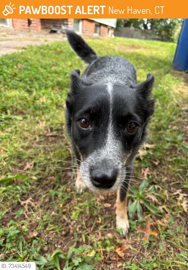 Found/Stray Female Dog last seen Sylvan and Greenwood, New Haven, CT 06790