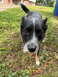 Found/Stray Female Dog last seen Sylvan and Greenwood, New Haven, CT 06790
