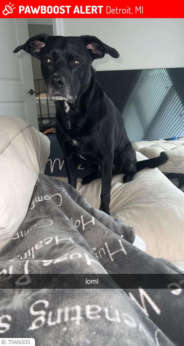 Lost Male Dog last seen Puritan and Wyoming, Detroit, MI 48238