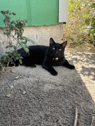 Found/Stray Unknown Cat last seen Near Oakland elementary, Denver, CO 80239