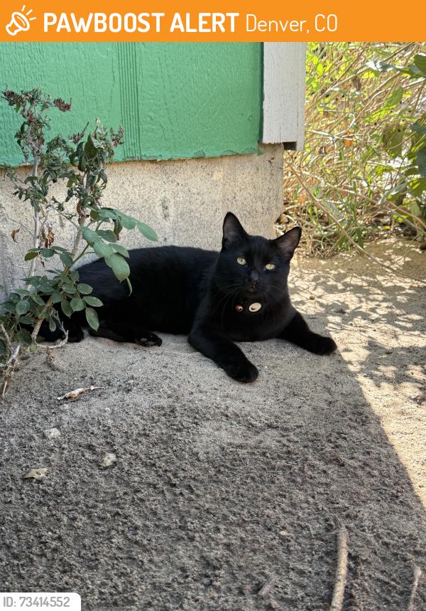 Found/Stray Unknown Cat last seen Near Oakland elementary, Denver, CO 80239