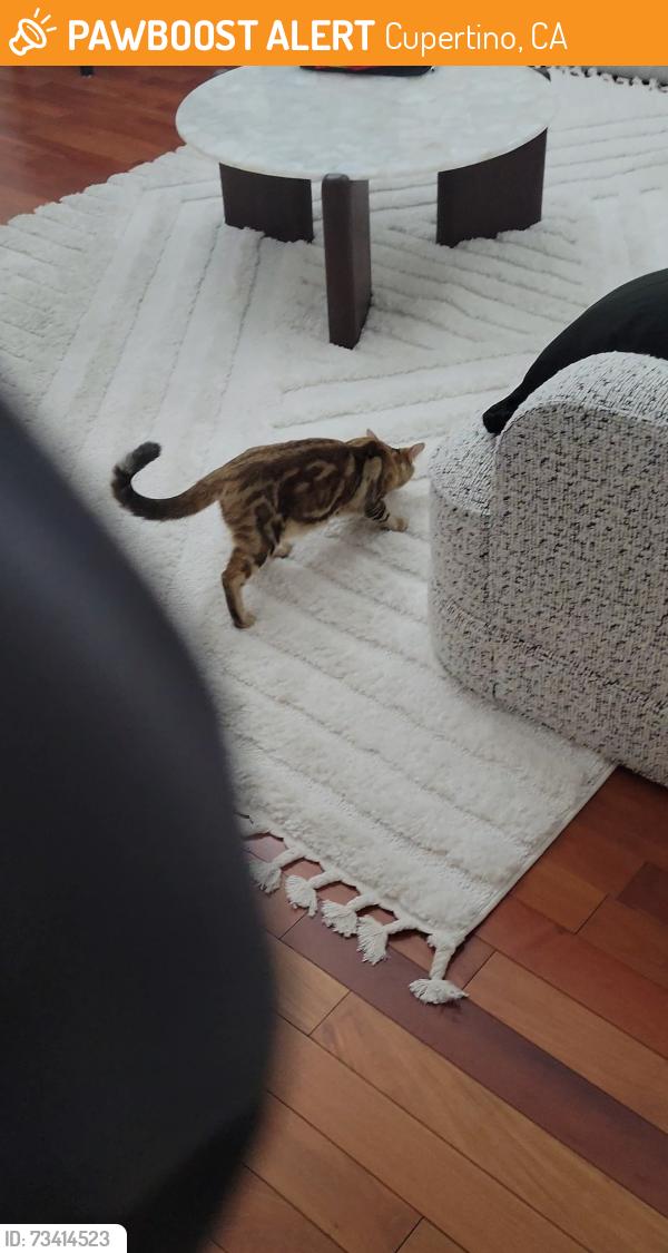 Found/Stray Unknown Cat last seen Near Stevens creek blvd, Cupertino, CA 95014