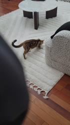 Found/Stray Unknown Cat last seen Near Stevens creek blvd, Cupertino, CA 95014