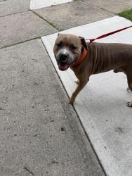 Found/Stray Male Dog last seen Clinton Springs, Reading, Cincinnati, OH 45229