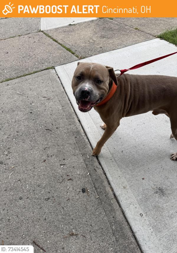 Found/Stray Male Dog last seen Clinton Springs, Reading, Cincinnati, OH 45229