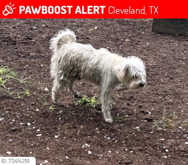 Lost Male Dog last seen On 321 and road 310 Not sure if it’s Cleveland or Tarkington, Cleveland, TX 77327