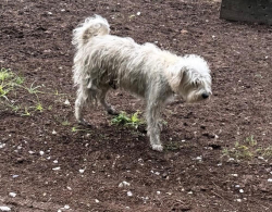 Lost Male Dog last seen On 321 and road 310 Not sure if it’s Cleveland or Tarkington, Cleveland, TX 77327