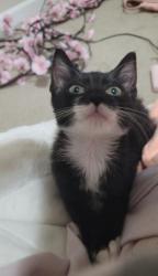 Shelter Stray Male Cat last seen CHARLOTTE, 8315 Byrum Dr, Charlotte, NC 28217, USA