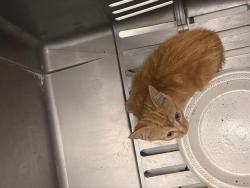 Shelter Stray Unknown Cat last seen CHARLOTTE, 8315 Byrum Dr, Charlotte, NC 28217, USA