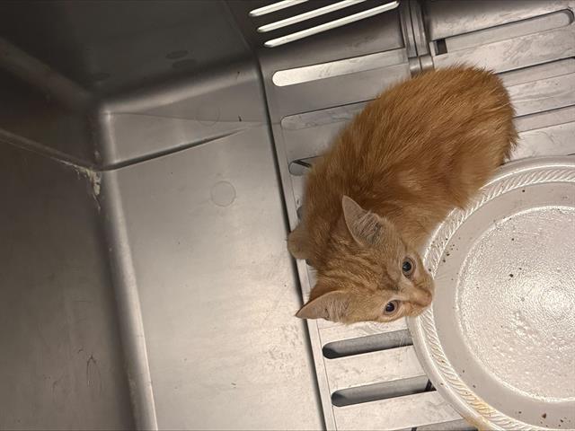 Shelter Stray Unknown Cat last seen CHARLOTTE, 8315 Byrum Dr, Charlotte, NC 28217, USA