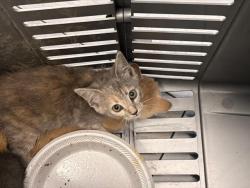Shelter Stray Unknown Cat last seen CHARLOTTE, 8315 Byrum Dr, Charlotte, NC 28217, USA