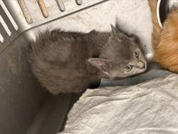 Shelter Stray Unknown Cat last seen CHARLOTTE, 8315 Byrum Dr, Charlotte, NC 28217, USA
