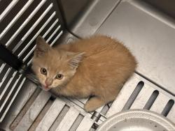 Shelter Stray Unknown Cat last seen CHARLOTTE, 8315 Byrum Dr, Charlotte, NC 28217, USA
