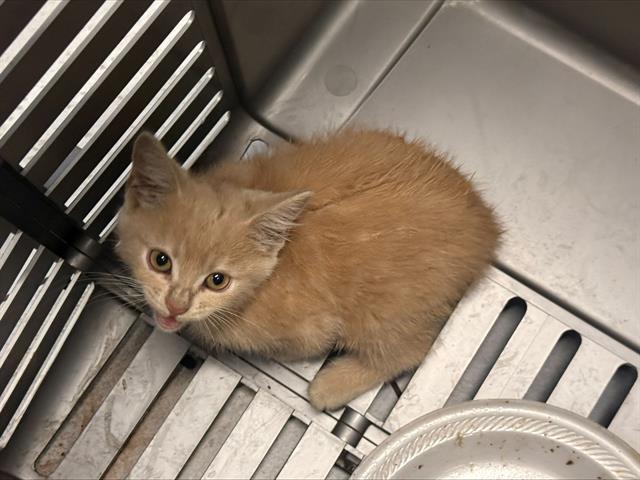 Shelter Stray Unknown Cat last seen CHARLOTTE, 8315 Byrum Dr, Charlotte, NC 28217, USA